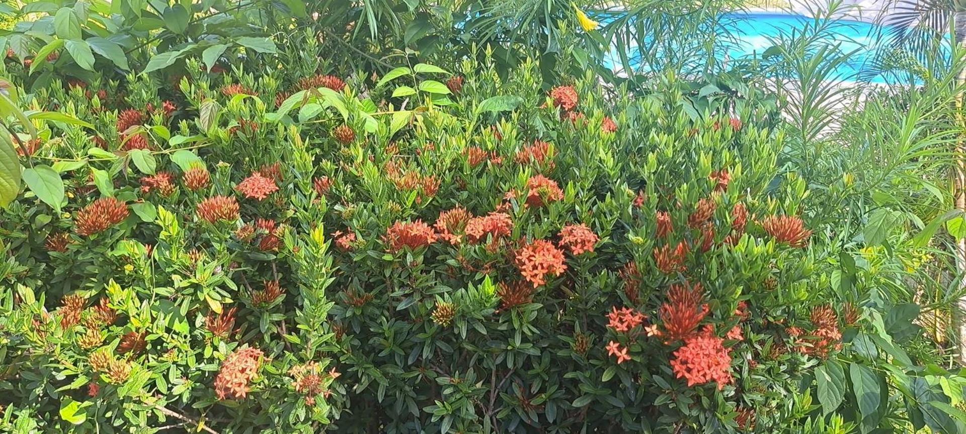 Siam Flora Resort Ko Lanta Exteriér fotografie
