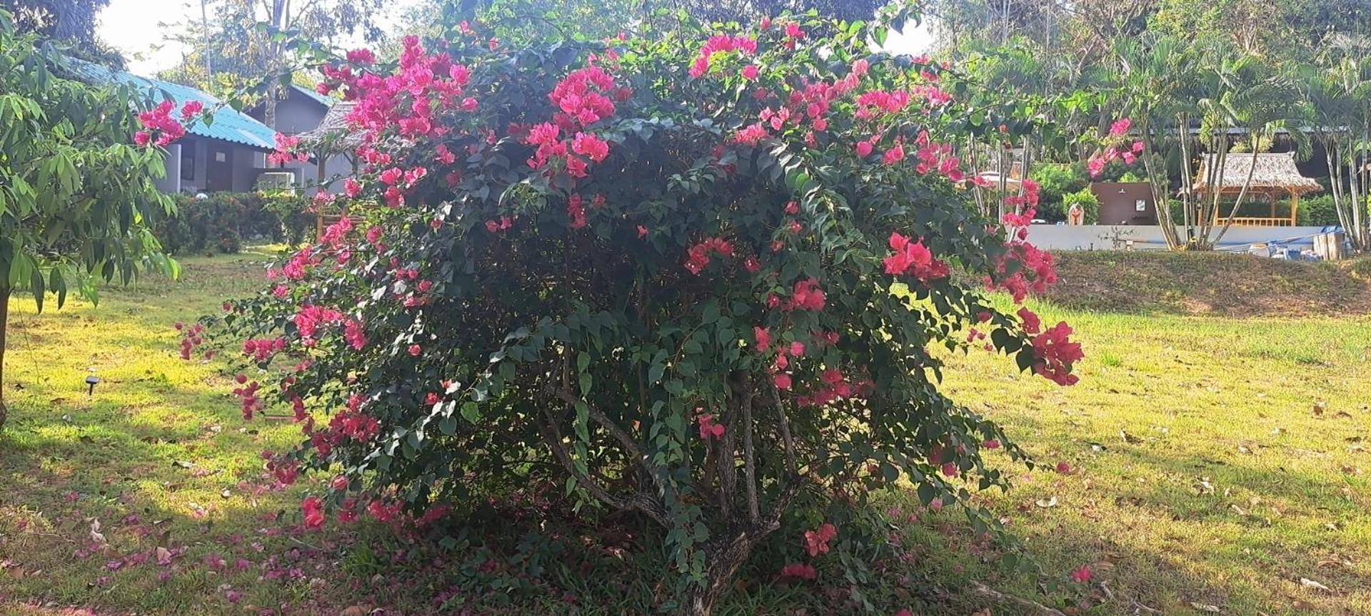 Siam Flora Resort Ko Lanta Pokoj fotografie