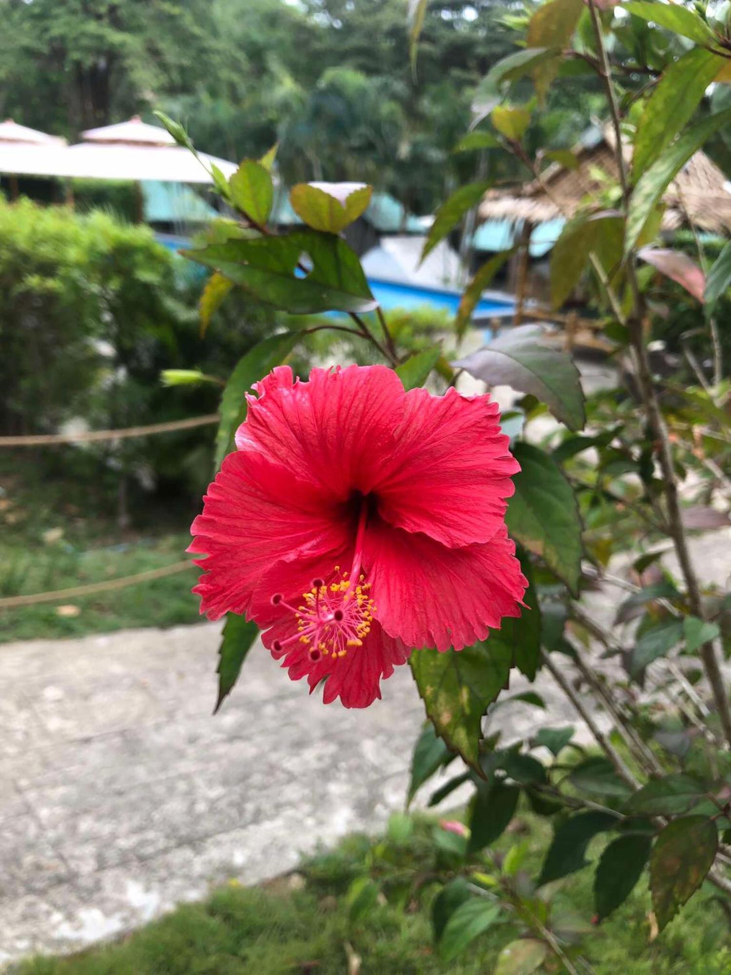 Siam Flora Resort Ko Lanta Exteriér fotografie